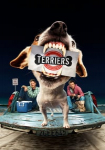 Terriers